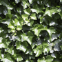 QuickHedge Grootbladige klimophaag (kant en klaar haag) detail blad
